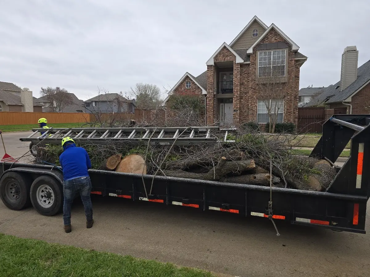 Expert Tree Pest Control with proper safety equipment in Orleans
